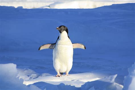 Adelie Penguin In The Snow 4k Ultra Hd Wallpaper Background Image