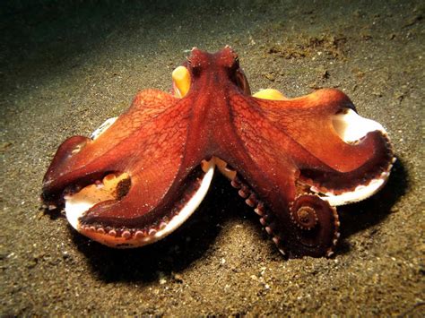 octopus  biggest animals kingdom