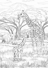 Safari Favoreads Adults sketch template