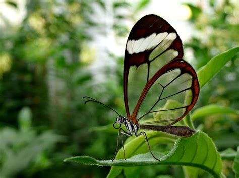 rare animals top  rarest butterflies   world hubpages