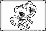 Tiger Coloring Pages Baby Cute Tigers Colouring Clipart Color Kids Liger Animals Getdrawings Footprint Drawing Popular Library Getcolorings Printable sketch template
