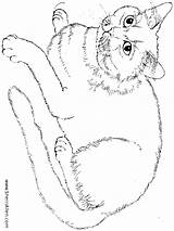 Katten Poezen sketch template