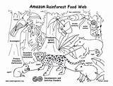 Rainforest Food Chain Web Amazon Coloring Pages Tropical Kids Clipart Colouring Pdf Diagram Downloading Higher Resolution Biome Exploring Resource Nature sketch template