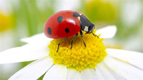 ladybugs wallpaper