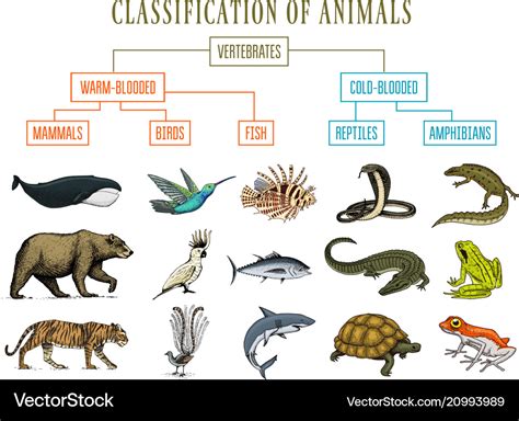 top  list  amphibious animals lestwinsonlinecom
