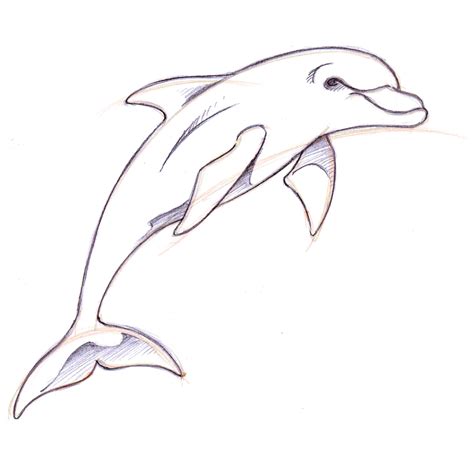 simple dolphin drawing  paintingvalleycom explore collection