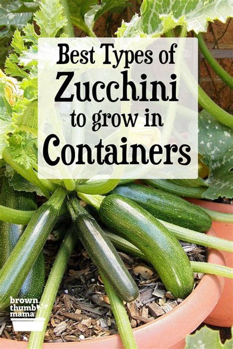 types  zucchini  grow  containers types  zucchini