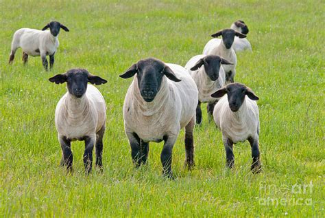 suffolk sheep photograph
