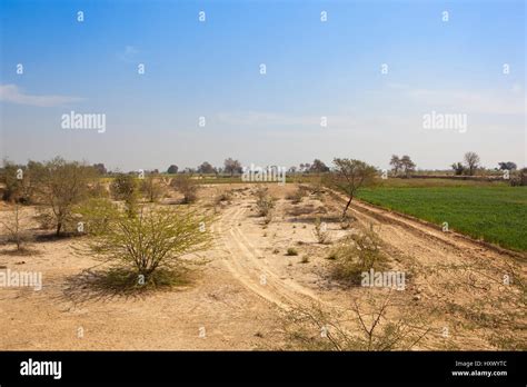 rajasthan trees  res stock photography  images alamy