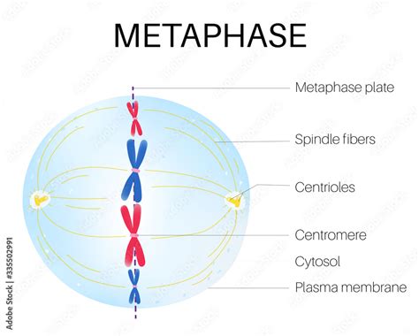 metaphase   phase   cell cycle stock vector adobe stock
