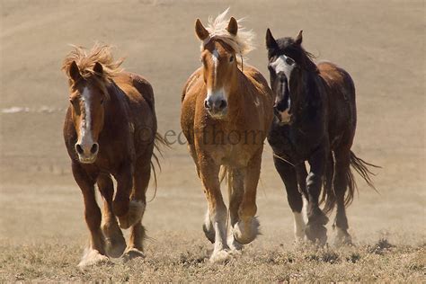 horses running ed thomes photography