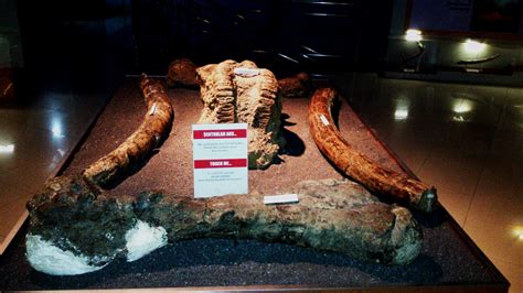 indahnya menyentuh fosil gajah  museum klaster krikilan