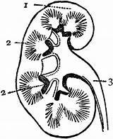 Kidney Clipart Human Bladder Etc Excretory System Original Usf Edu Medium Large sketch template