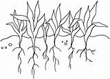Pflanzen Ausmalbild Wurzeln Malvorlage sketch template