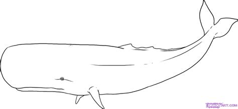 sperm whale sketch at explore collection of sperm whale sketch