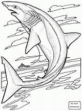 Water Fish Jumping Drawing Shark Getdrawings sketch template