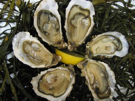 irish oysters elite food pte ltdelite food pte