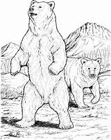 Urso Grizzly Supercoloring Osos Dwa Czarne Oso Baribal Colorear24 Niedźwiedzie Drukuj sketch template