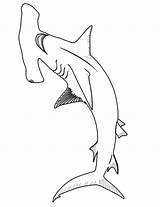 Coloring Shark Tiger Popular sketch template