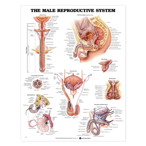 The Male Reproductive System Anatomical Chart 20 X 26