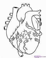Organ Organs Anatomical Coloringhome Drawn sketch template