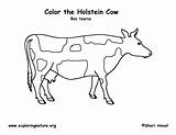 Coloring Cow Pages Tail Steer Sheets Head Template Printable Getdrawings Getcolorings sketch template
