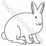 Hare Arctic Coloring Drawing Pages Click Clipartmag sketch template
