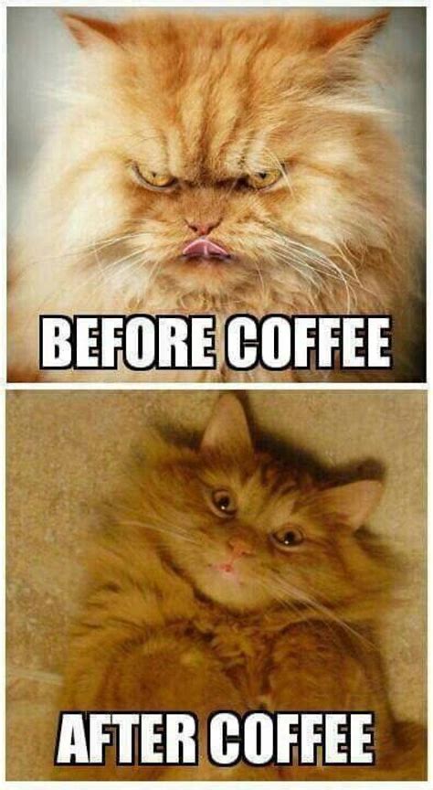 before vs after coffee cat meme meme collection
