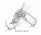 Trapdoor Spider Trap Drawing Spiders Catching Cricket Doors Illustration Heartspm sketch template