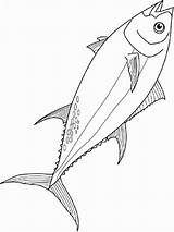 Tuna Coloring Pages Fish Bluefin Recommended Printable Color sketch template