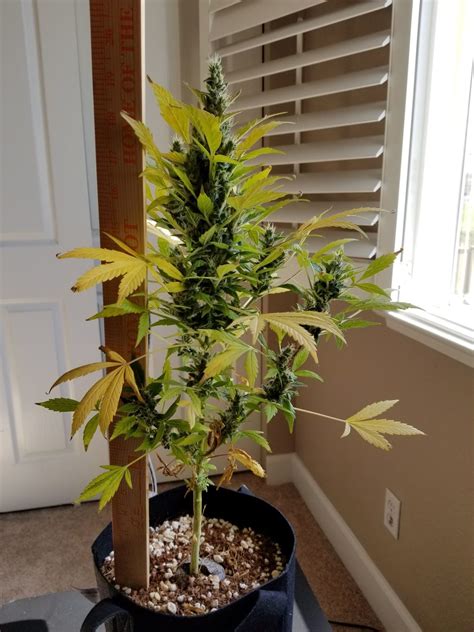 indoor cannabis plant  harvest retirement confidential