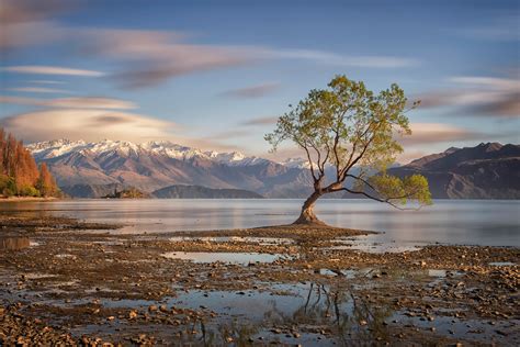 Lake Wanaka New Zealand Tree Autumn Wallpapers Hd Desktop And