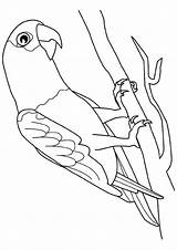 Papagei Ausmalbild Coloring Parrot Kostenlos Momjunction sketch template