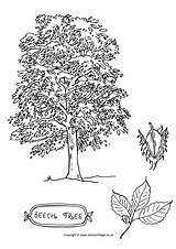 Tree Colouring Beech Pages Coloring Drawing Color Activity Village Trees Choose Board Explore Activityvillage sketch template