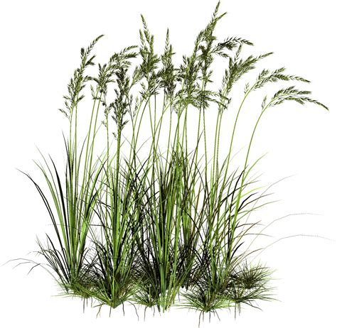 transparent background tall grass png png  vhv