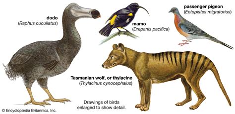 extinct animals   world pics