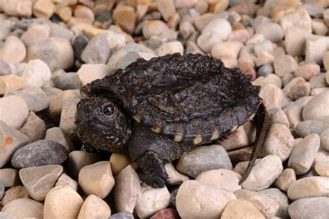 turtle  cute   baby snapping turtle pet ponder