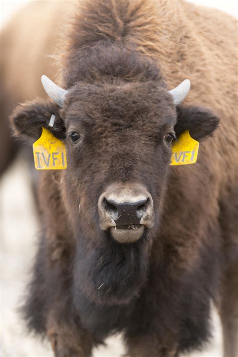 reproductive    bison joins northern colorado herd kunc