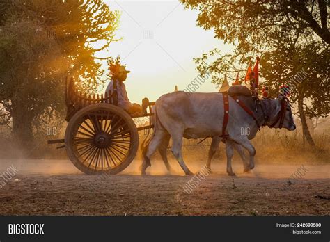 ox cart carrying image photo  trial bigstock