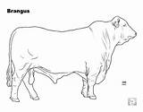 Angus Brangus Cattle sketch template