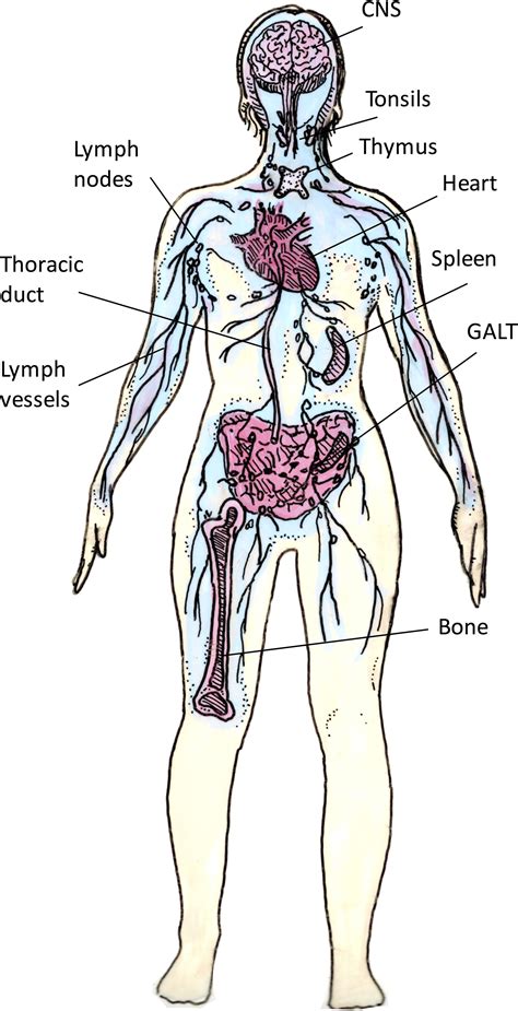 anatomy  roles  lymphatics  inflammatory diseases alkofahi  clinical