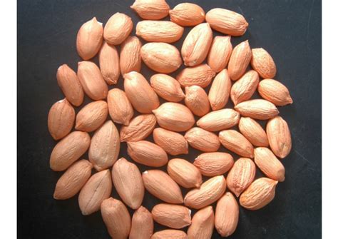 fascinating benefits  groundnut   seed lifestylica