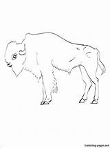 Buffalo Coloring Pages Cape Line Drawing Getdrawings sketch template