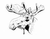 Moose Pencil Coloring Pages Template sketch template