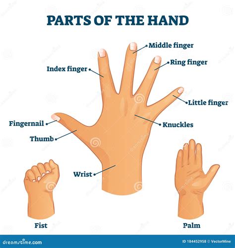 fingers names  human body parts stock illustration  image sexiz pix