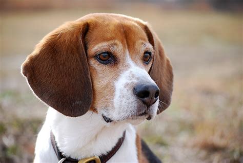 El Beagle Un Perro Cazador