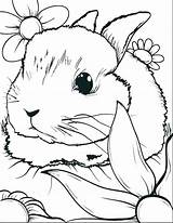 Pages Coloring Rabbit Roger Getcolorings sketch template