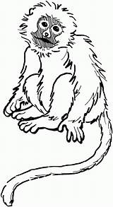 Monyet Squirrel Mewarnai Monkeys Clipart Bestcoloringpagesforkids Colorare Animals Designlooter Marimewarnai Getdrawings Coloringme sketch template