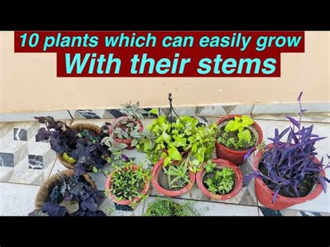 plants   easily grow  stems youtube