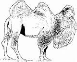 Camel Trampeltier Ausmalbild Supercoloring Bactrian Kamele sketch template
